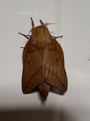 Adeloneivaia subangulata