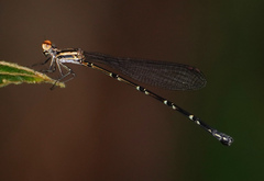 Elattoneura analis