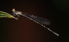 Elattoneura analis