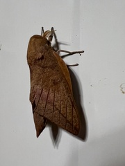 Adeloneivaia subangulata