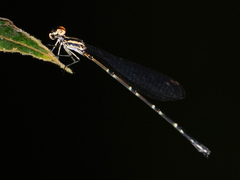 Elattoneura analis