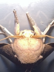 Adeloneivaia subangulata