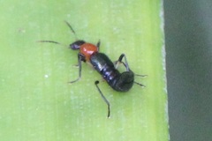 Paederus signaticornis