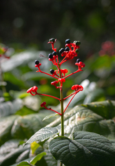 Clerodendrum speciosissimum