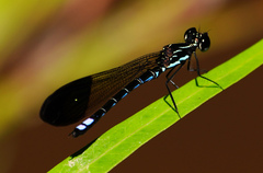 Rhinocypha cucullata