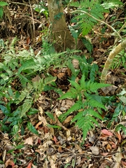 Arachniodes pseudoaristata