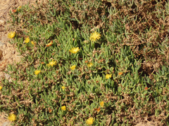 Malephora lutea