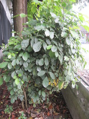 Polyscias balfouriana