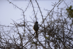 Leptasthenura aegithaloides