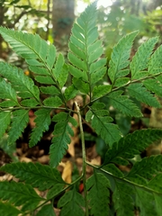 Arachniodes pseudoaristata