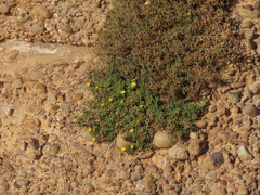 Malephora lutea