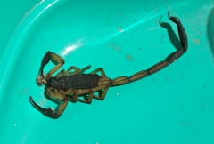 Centruroides bicolor