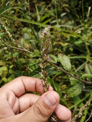 Pseudelephantopus spicatus