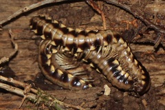 Nyssodesmus python