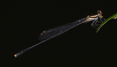 Elattoneura analis