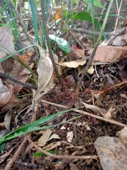 Arachniodes pseudoaristata