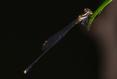 Elattoneura analis