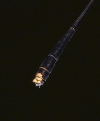 Elattoneura analis