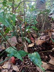 Arachniodes pseudoaristata