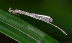 Elattoneura analis
