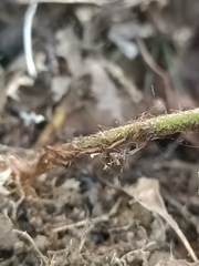 Arachniodes pseudoaristata