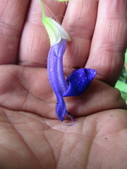 Salvia cyanocephala macrostigmantha