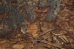 Nyssodesmus python