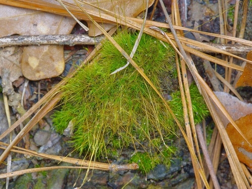 Image of Ditrichum pallidum by (c) Michelle W. （鍾偉瑋）, some rights reserved (CC BY)