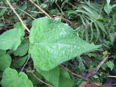 Salvia cyanocephala macrostigmantha