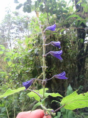 Salvia cyanocephala macrostigmantha