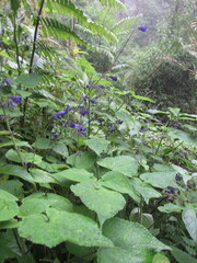Salvia cyanocephala macrostigmantha