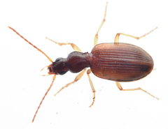 Oxypselaphus obscurus