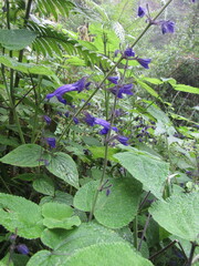 Salvia cyanocephala macrostigmantha