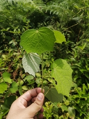 Triumfetta rhomboidea