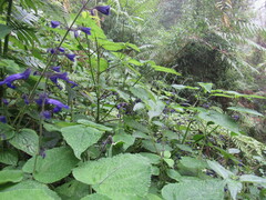 Salvia cyanocephala macrostigmantha