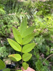 Indigofera decora