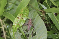 Eneoptera surinamensis