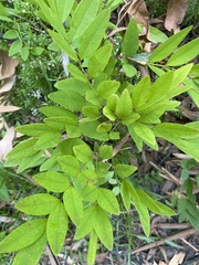 Indigofera decora