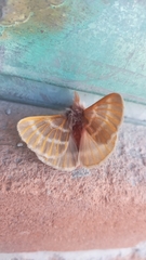 Hemileuca rubridorsa