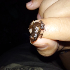 Diasporus