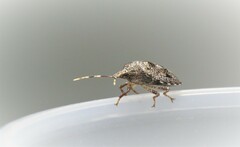 Antiteuchus mixtus