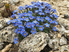 Eritrichium argenteum