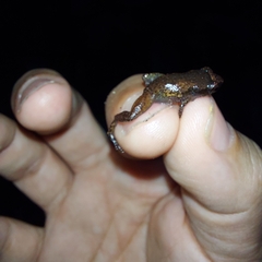 Diasporus