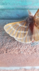 Hemileuca rubridorsa