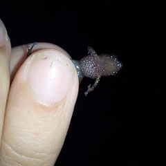 Diasporus
