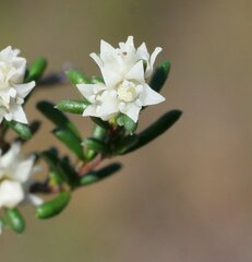 Cryptandra myriantha