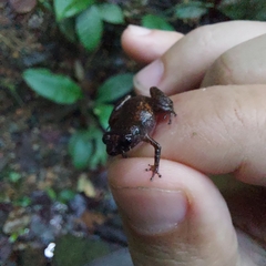 Diasporus