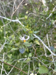 Solanum triquetrum