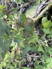 Solanum triquetrum