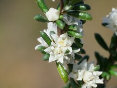 Cryptandra myriantha